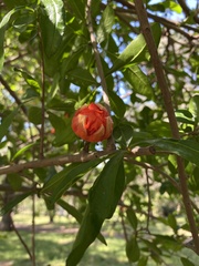 Punica