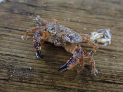 Glebocarcinus oregonensis