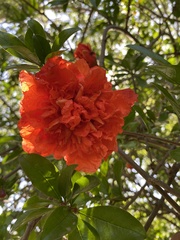 Punica