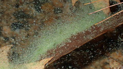 Gloeotrichia echinulata