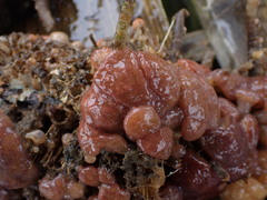 Aplidium californicum