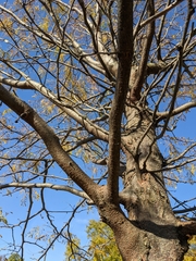 Gleditsia triacanthos