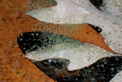 Gloeotrichia echinulata