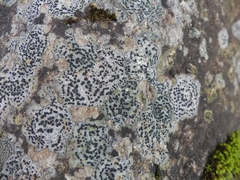 Lecidella elaeochroma