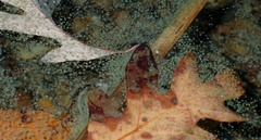 Gloeotrichia echinulata