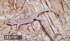 Pachydactylus purcelli