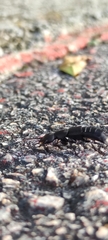 Ocypus olens
