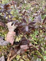Vaccinium macrocarpon