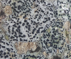 Lecidella elaeochroma