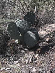 Opuntia gilvescens