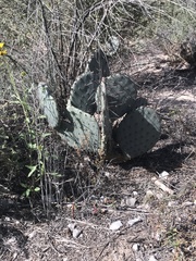 Opuntia gilvescens