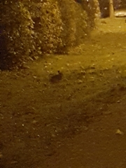 Oryctolagus cuniculus