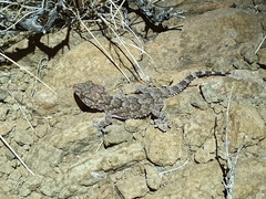 Chondrodactylus bibronii