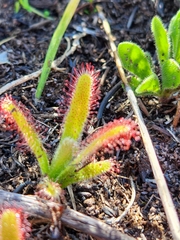 Drosera hilaris