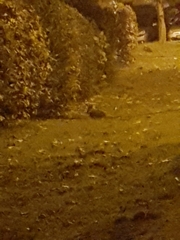 Oryctolagus cuniculus