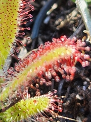 Drosera hilaris