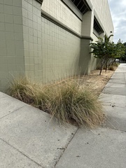 Muhlenbergia rigens