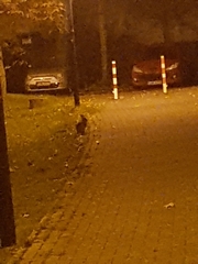 Oryctolagus cuniculus