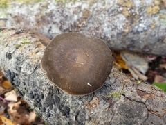 Lentinus brumalis