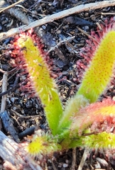 Drosera hilaris