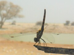 Trithemis
