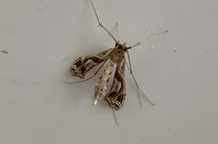 Lineodes