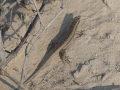 Trachylepis spilogaster