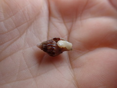 Buccinoidea