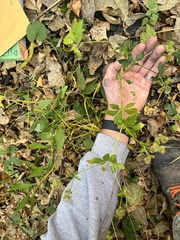 Sanicula canadensis