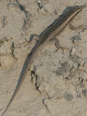Trachylepis spilogaster