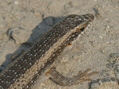 Trachylepis spilogaster
