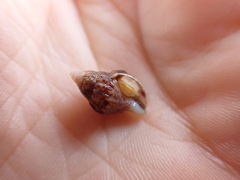 Buccinoidea