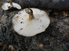 Lentinus brumalis