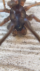 Falconina gracilis