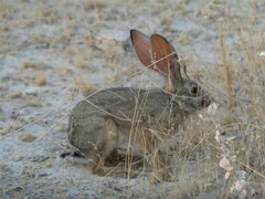 Lepus saxatilis
