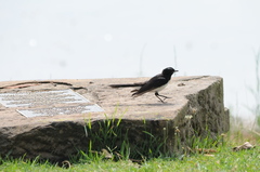 Rhipidura leucophrys