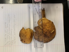 Gymnopilus ventricosus