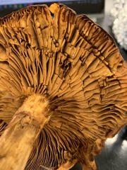 Gymnopilus ventricosus