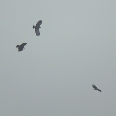 Polyboroides typus typus