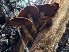 Gymnopilus ventricosus