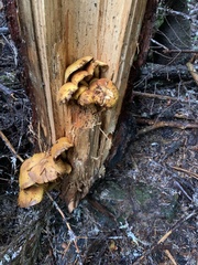 Gymnopilus ventricosus