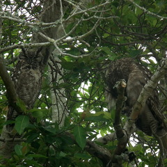 Bubo africanus africanus