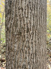 Liriodendron tulipifera