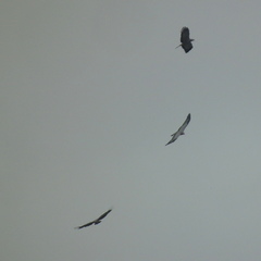 Polyboroides typus typus