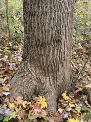 Liriodendron tulipifera