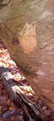 Lymantria dispar