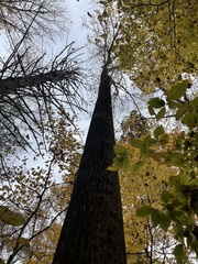 Liriodendron tulipifera