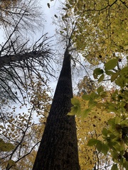 Liriodendron tulipifera
