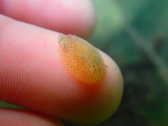 Corambe