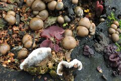 Ascocoryne cylichnium